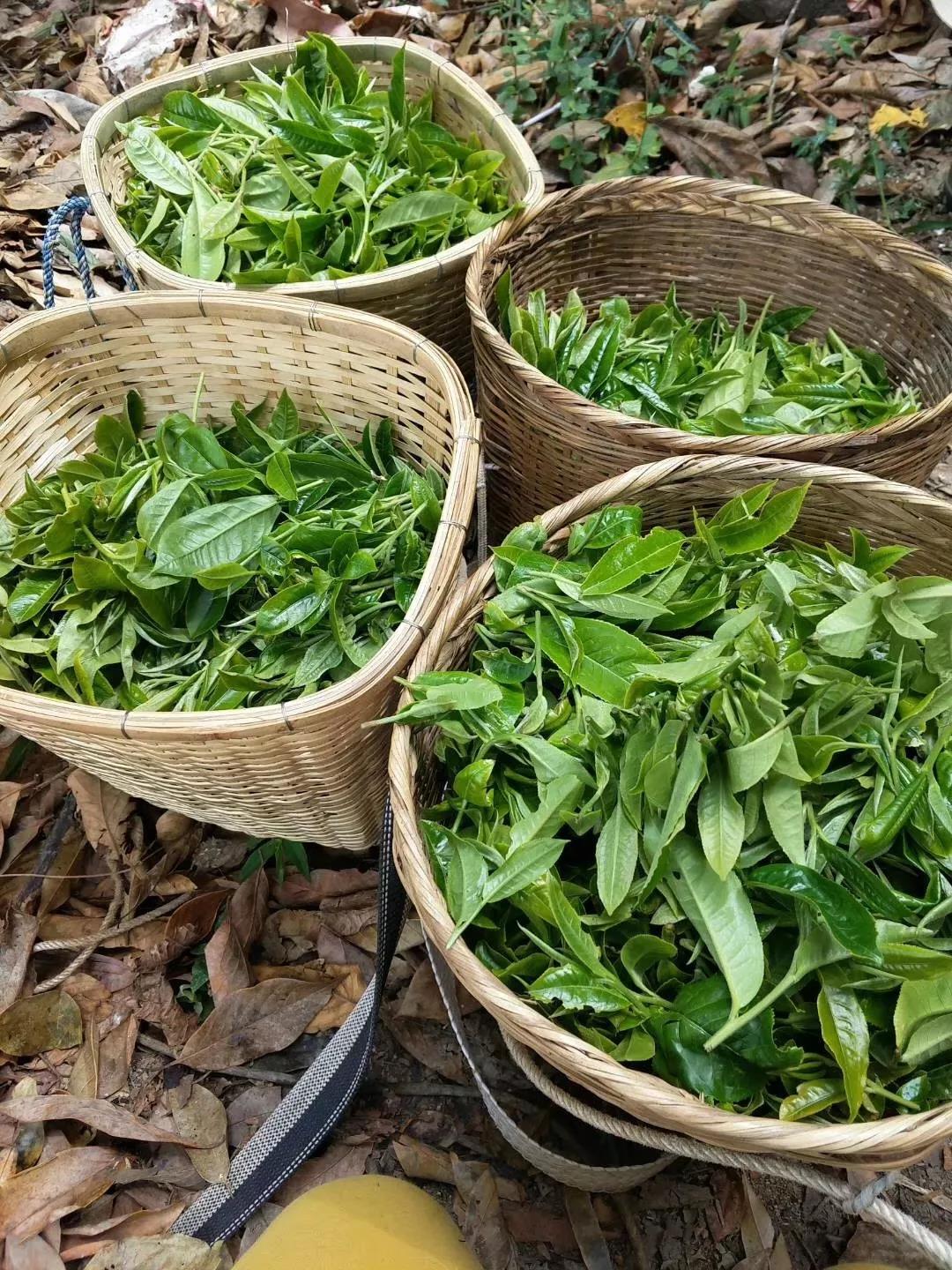 5d79a37664fc8.jpg 9.jpg