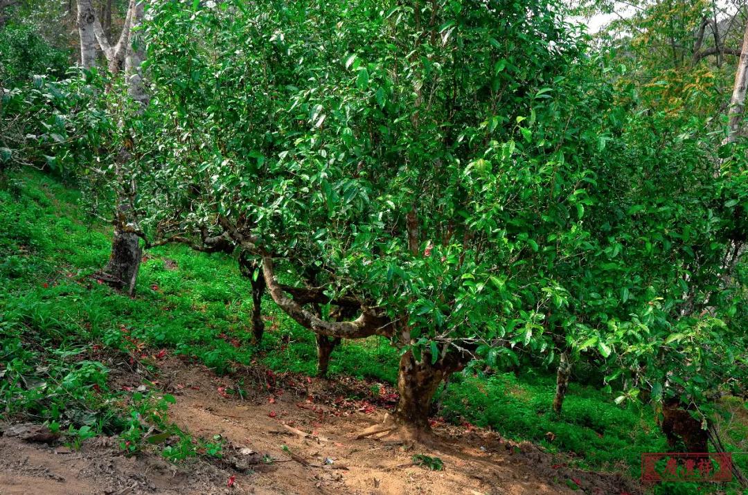 5dc3d4068774e.jpg 5dc3d4068774e.jpg