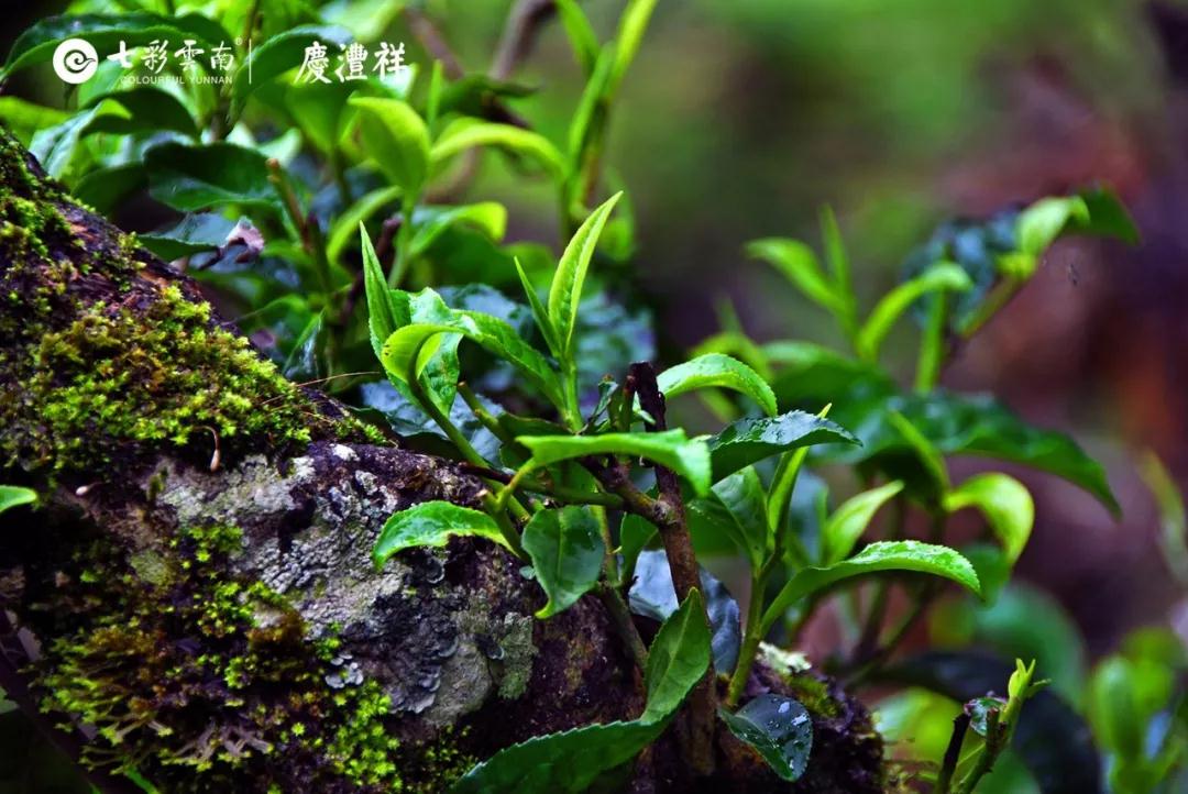 5dc5121f95075.jpg 5.jpg