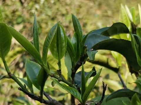 5e8192d7035aa.png 微信圖片_20200330143223.png