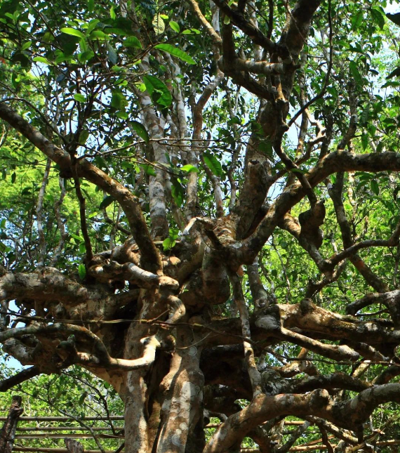 5f334b53dae43.png blob.png