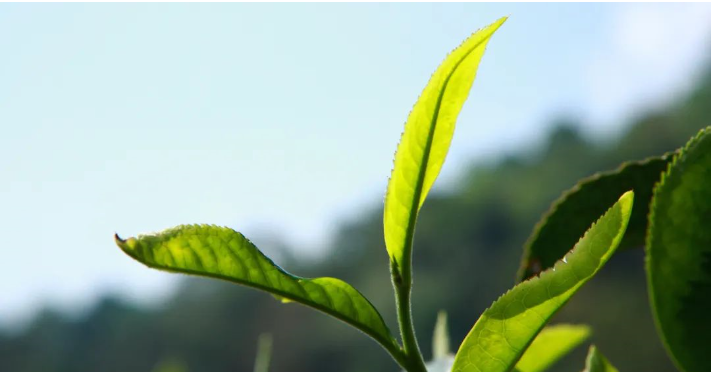 5f334b7bbca8f.png blob.png