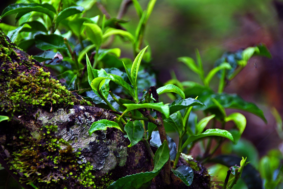 5f36203707495.png blob.png