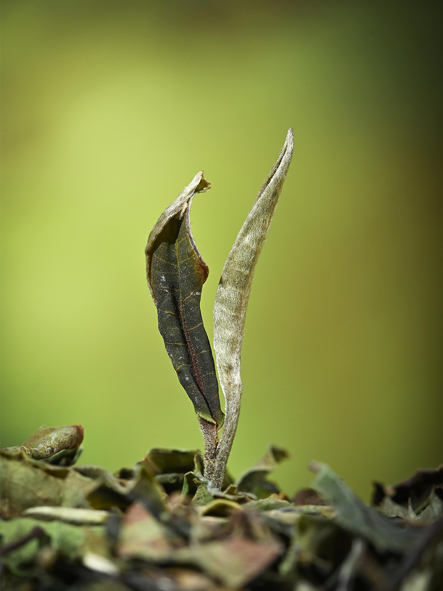 672c6dd5a3291.png 44.png