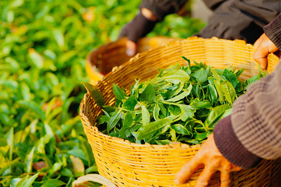 675babf5607a2.jpg 19.jpg